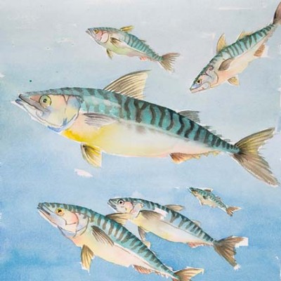 Makrelenschwarm - Aquarell auf Papier - Ausschnitt